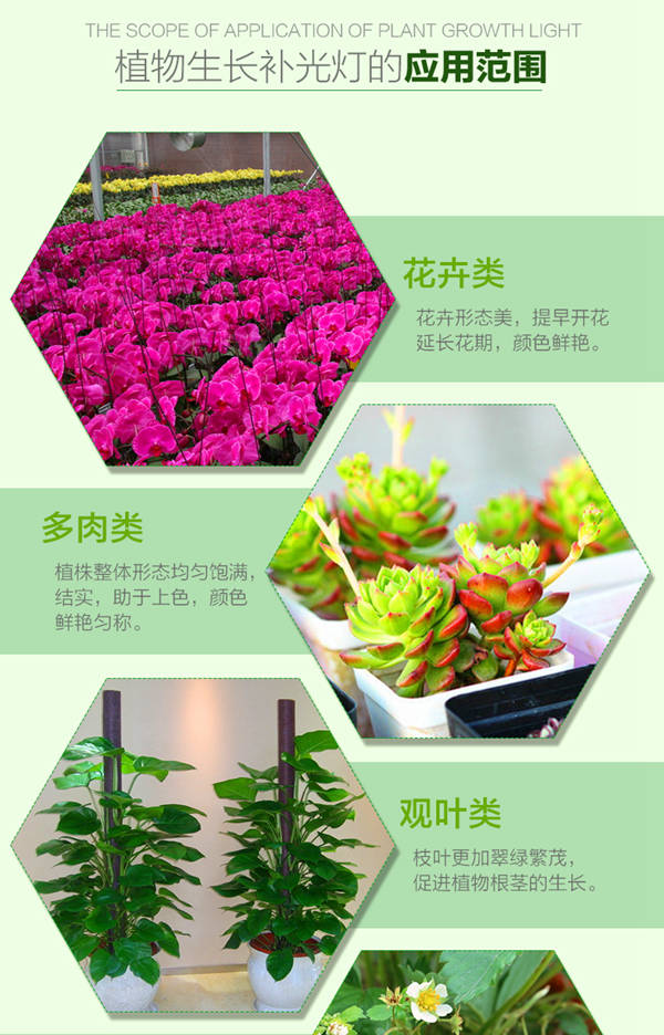 金光通LED植物生长灯3